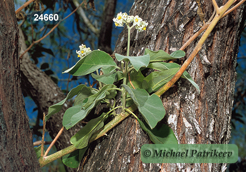 Potato-tree (Solanum erianthum)